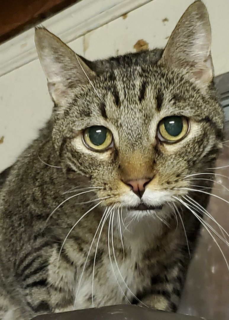 Seppe, a Adoptable mixed breed in Pasadena, CA image 3/10