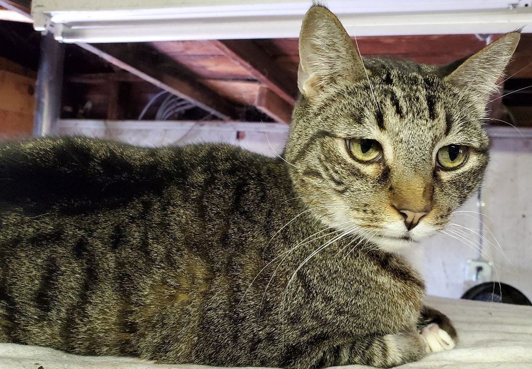 Seppe, a Adoptable mixed breed in Pasadena, CA image 4/10