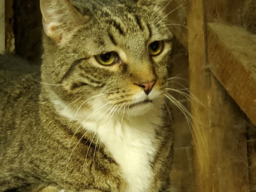 Seppe, a Adoptable mixed breed in Pasadena, CA image 5/10