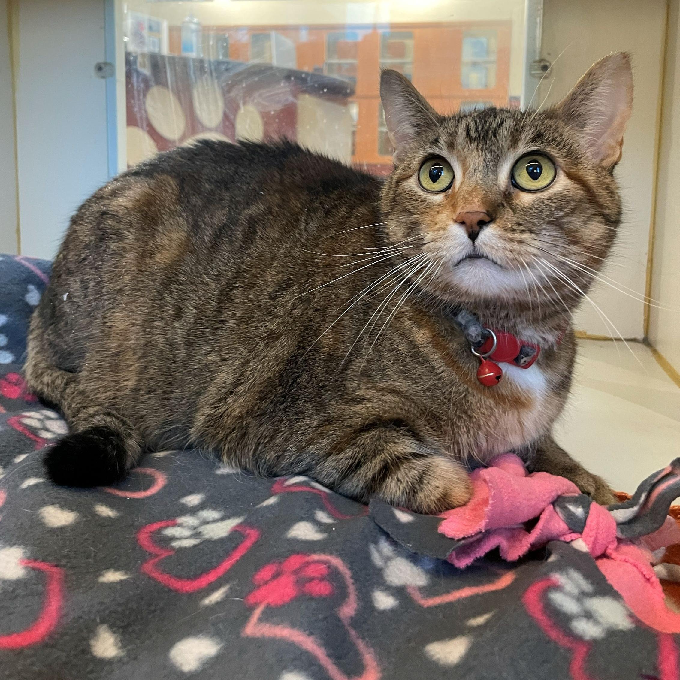 Enlarge Alice, a ADOPTABLE Domestic Short Hair in Rochester, MN image 1/1