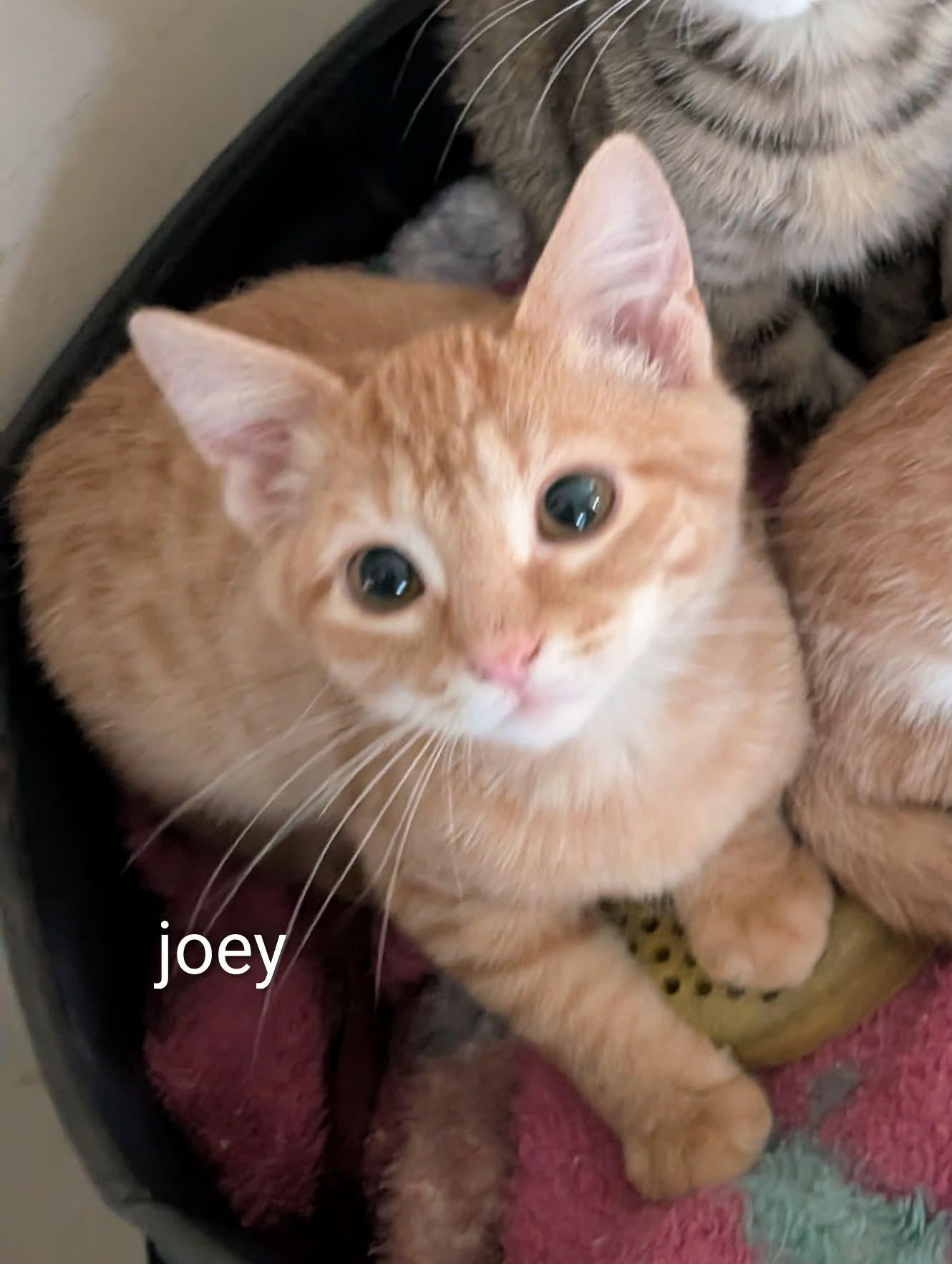 Joey, Adoptable, Kitten Female Domestic Short Hair.