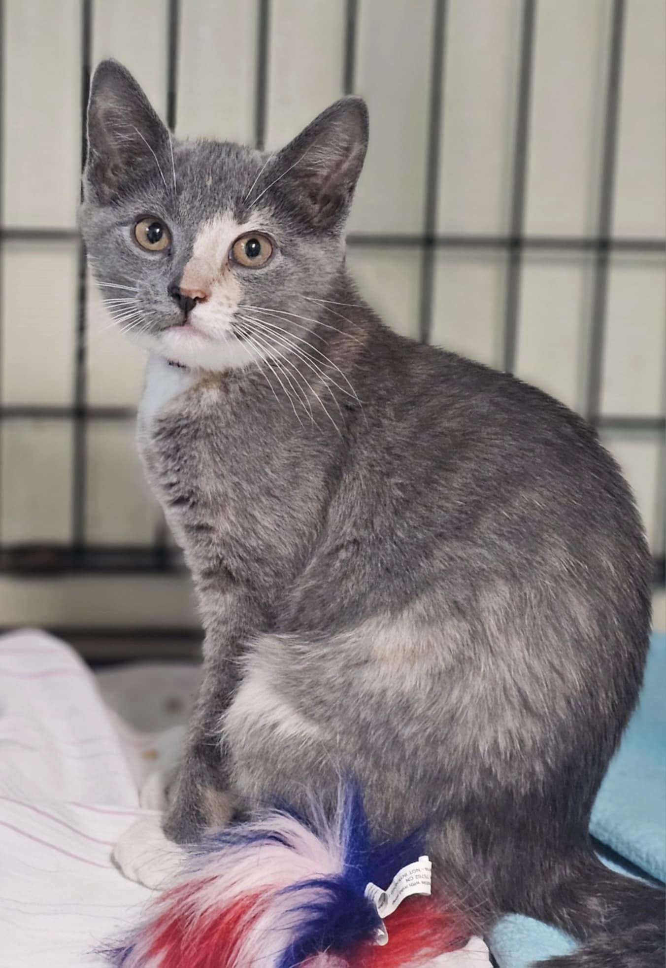 Lexus, Young Female Dilute Calico