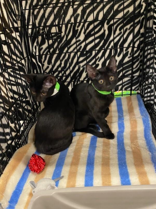 Comma, Adoptable, Young Female Domestic Short Hair.