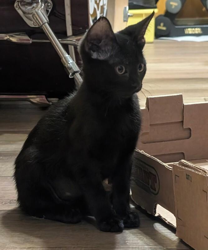 Enlarge Comma, a Adoptable Domestic Short Hair in Fort Collins, CO image 2/6