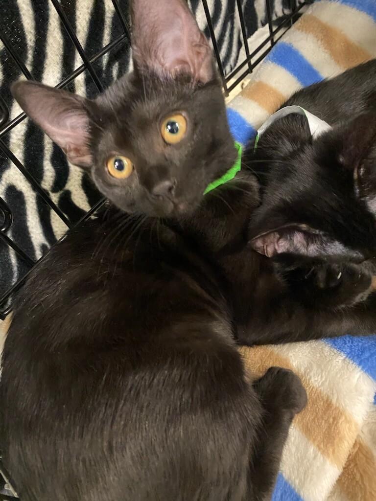 Enlarge Comma, a Adoptable Domestic Short Hair in Fort Collins, CO image 3/6