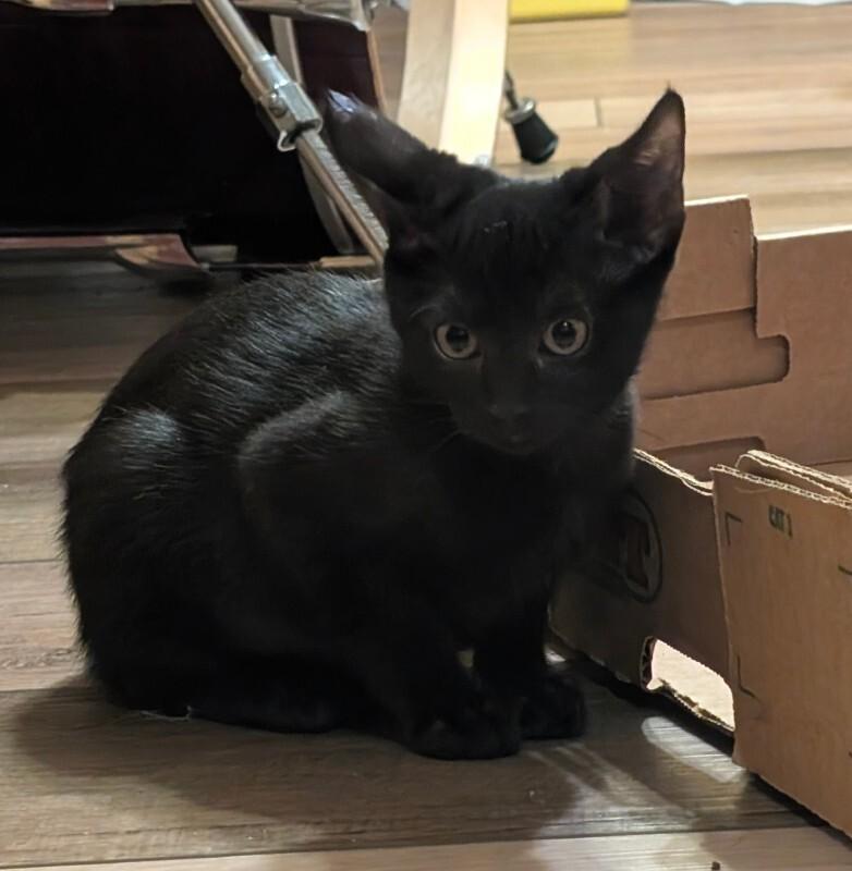 Enlarge Comma, a Adoptable Domestic Short Hair in Fort Collins, CO image 4/6