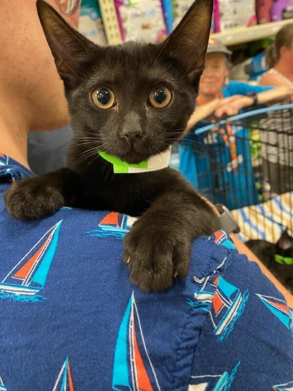 Enlarge Comma, a Adoptable Domestic Short Hair in Fort Collins, CO image 5/6