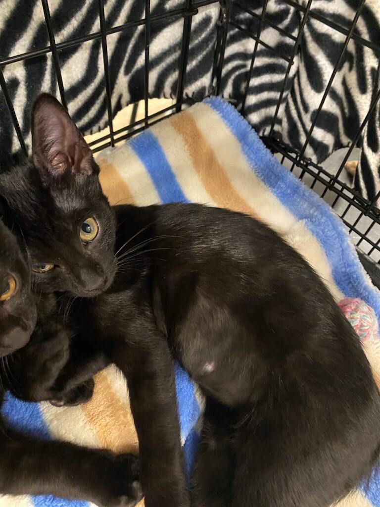 Enlarge Comma, a Adoptable Domestic Short Hair in Fort Collins, CO image 6/6