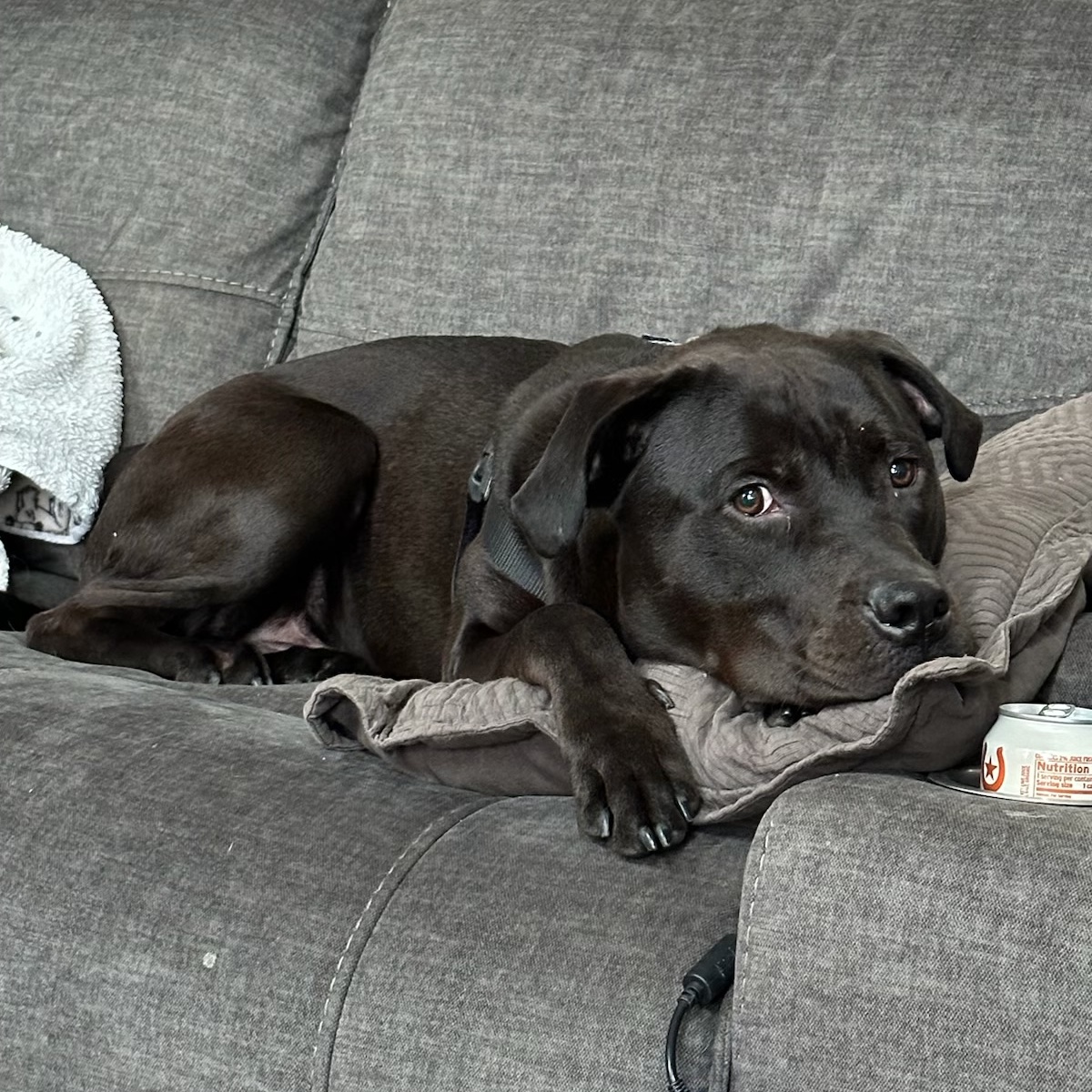 Porter