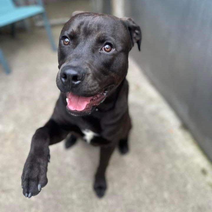 Porter