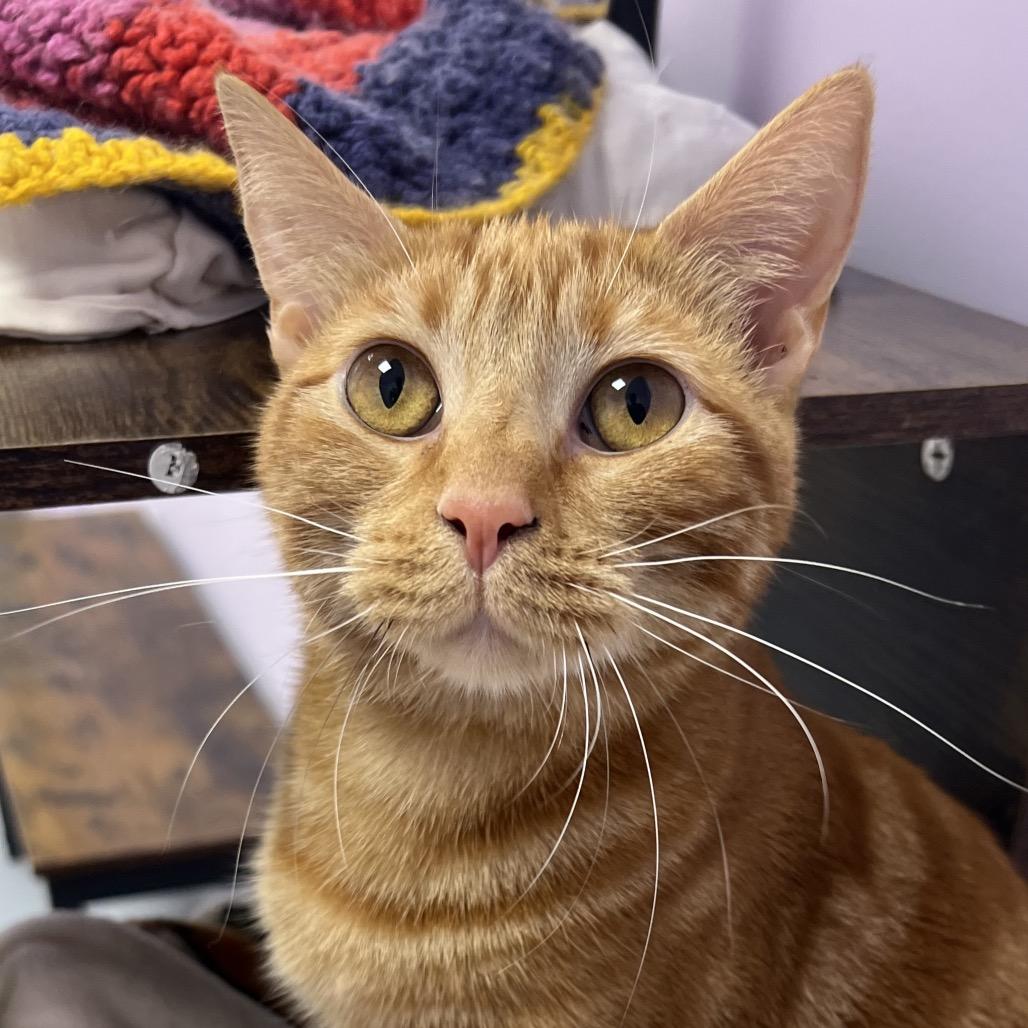 Enlarge Parrot, a Adoptable Domestic Short Hair in Boston, MA image 1/6