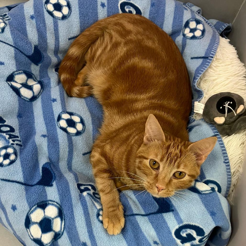 Enlarge Parrot, a Adoptable Domestic Short Hair in Boston, MA image 2/6