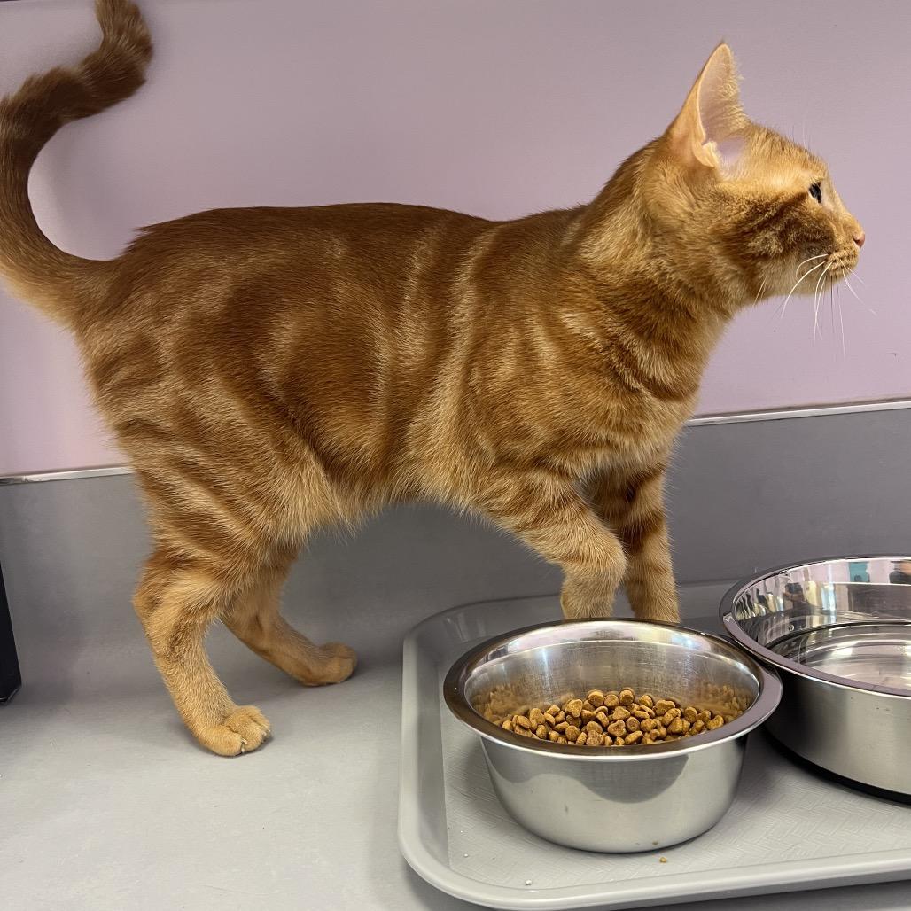 Enlarge Parrot, a Adoptable Domestic Short Hair in Boston, MA image 3/6
