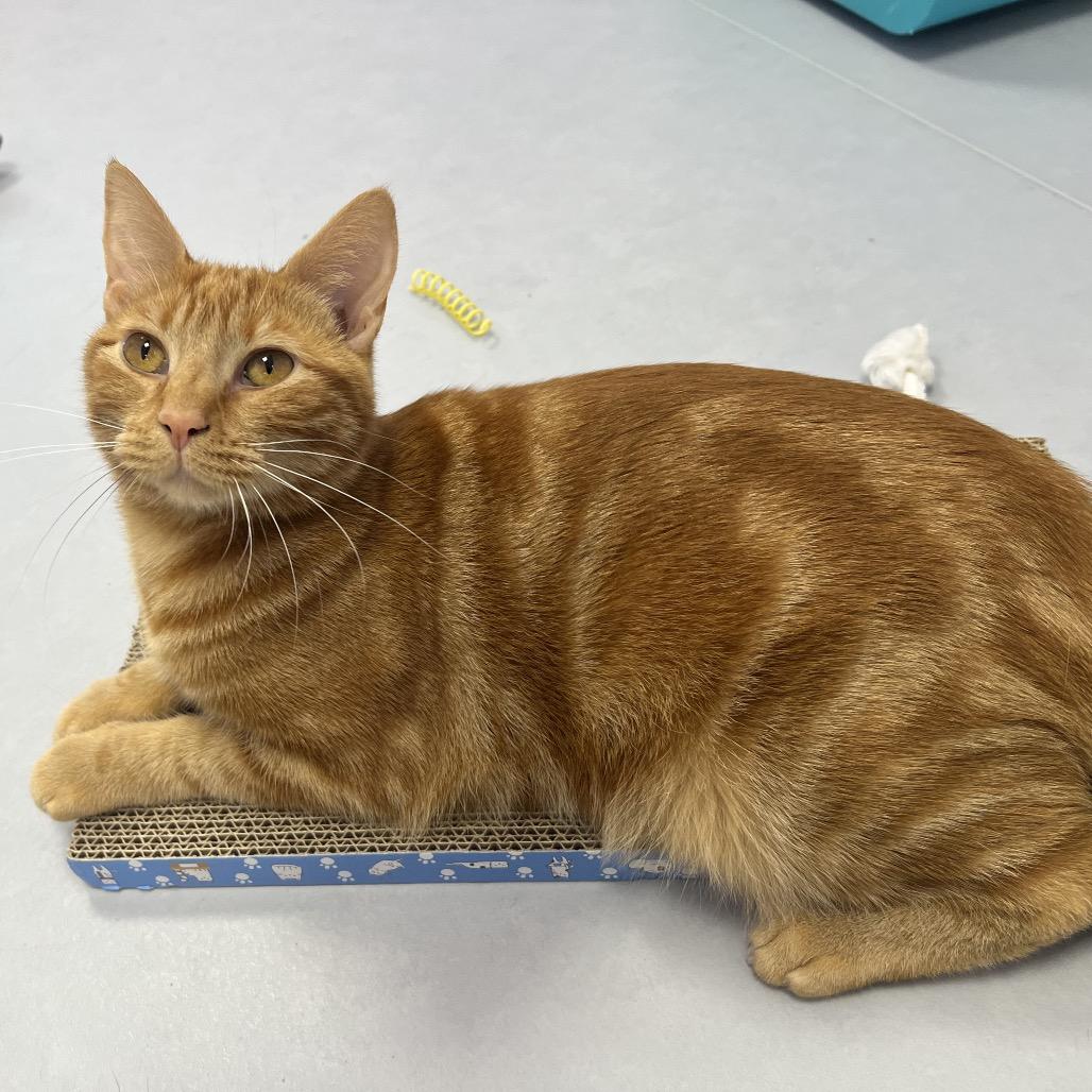 Enlarge Parrot, a Adoptable Domestic Short Hair in Boston, MA image 4/6