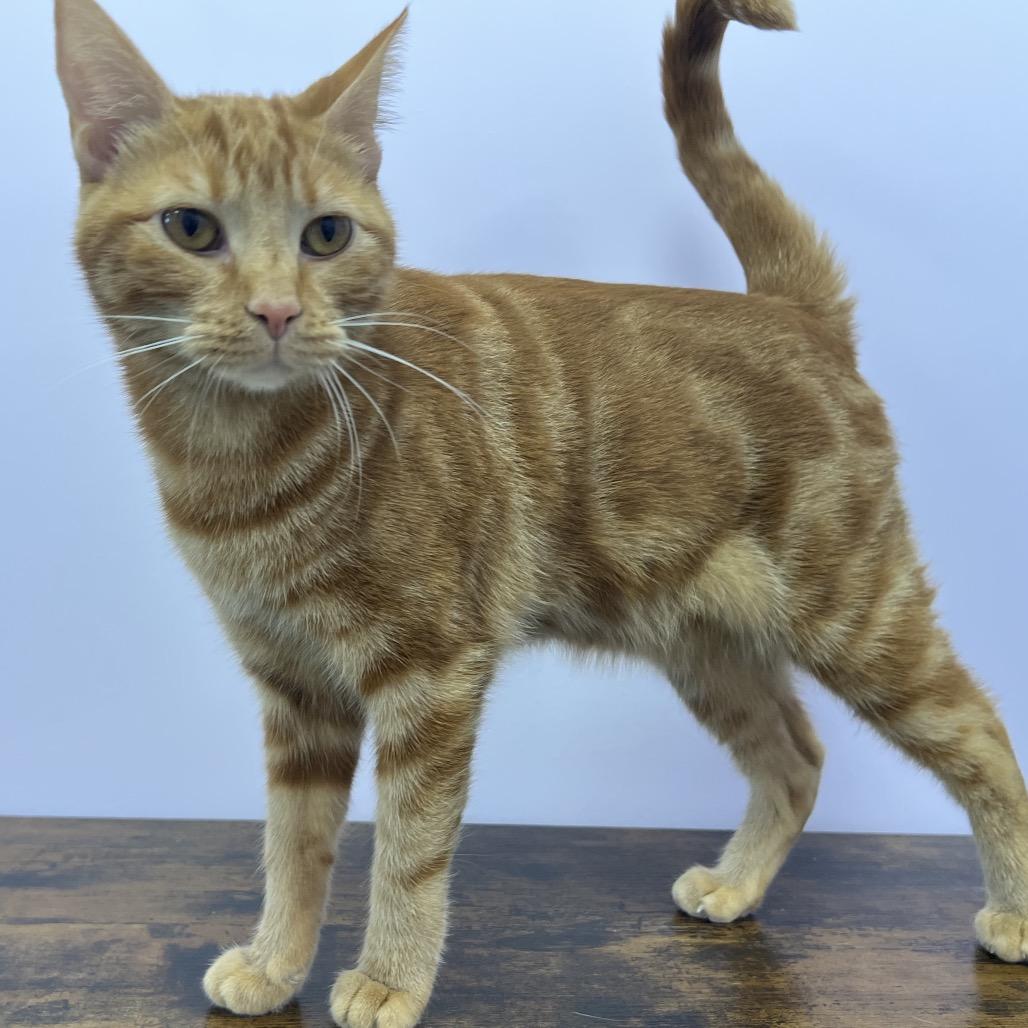 Enlarge Parrot, a Adoptable Domestic Short Hair in Boston, MA image 5/6
