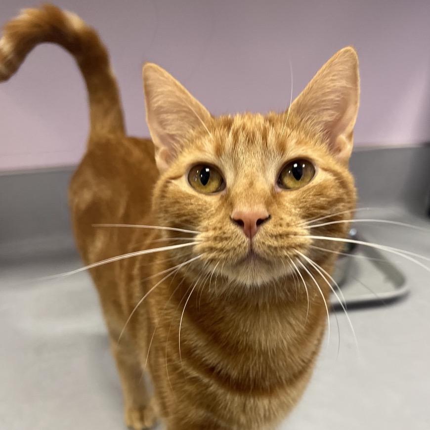 Enlarge Parrot, a Adoptable Domestic Short Hair in Boston, MA image 6/6