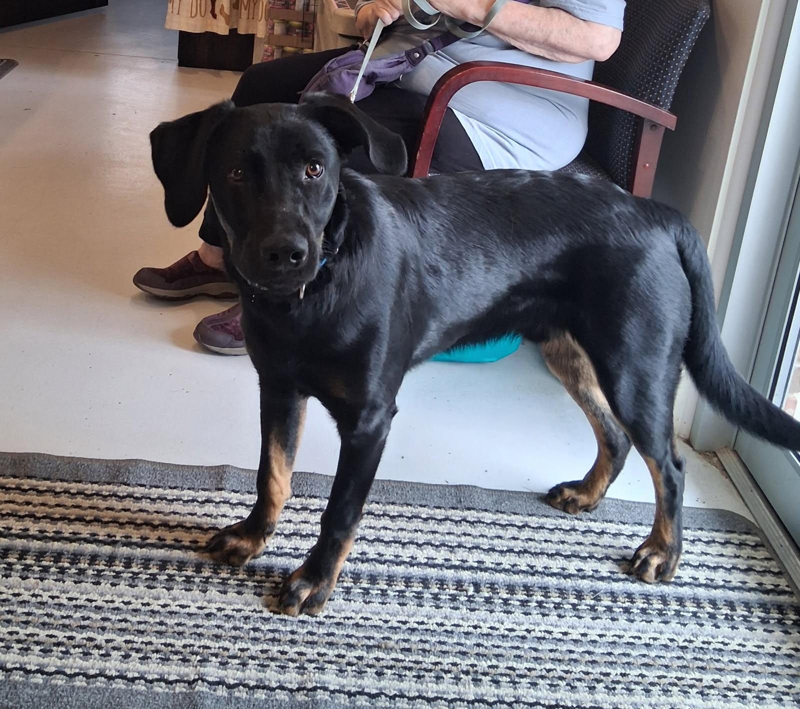 Hamlet, ADOPTABLE, Young Male Black Labrador Retriever & Black and Tan Coonhound.