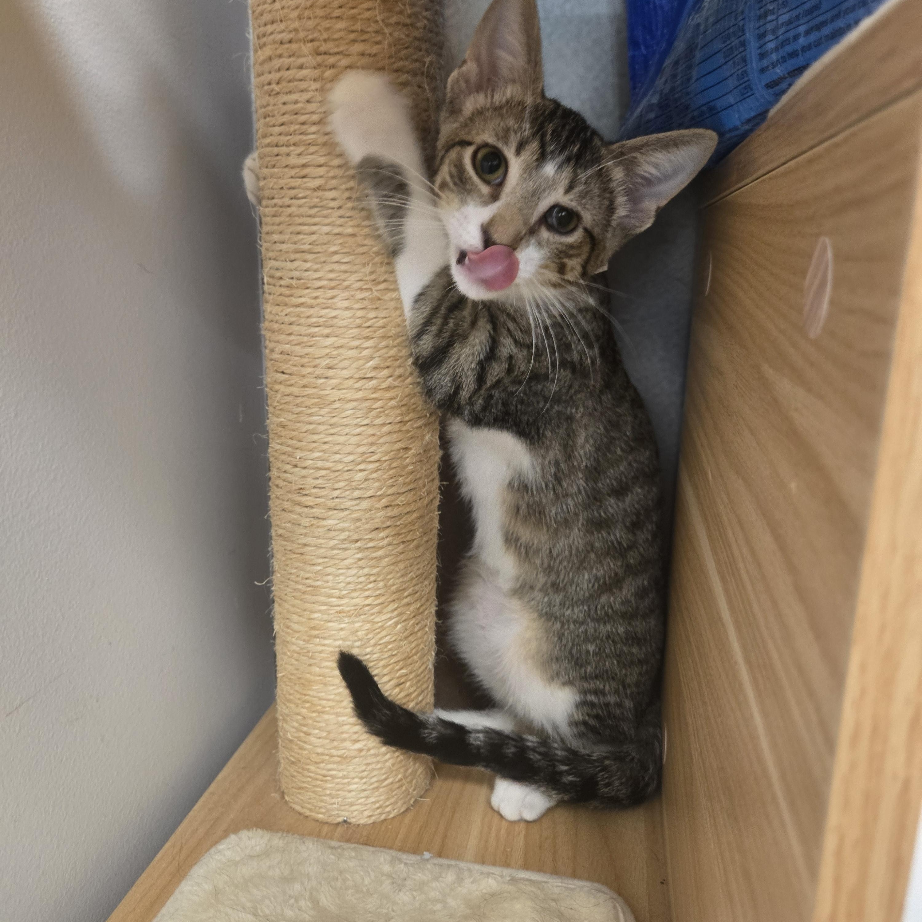Morris, a ADOPTABLE Domestic Short Hair in Sedalia, MO image 3/4