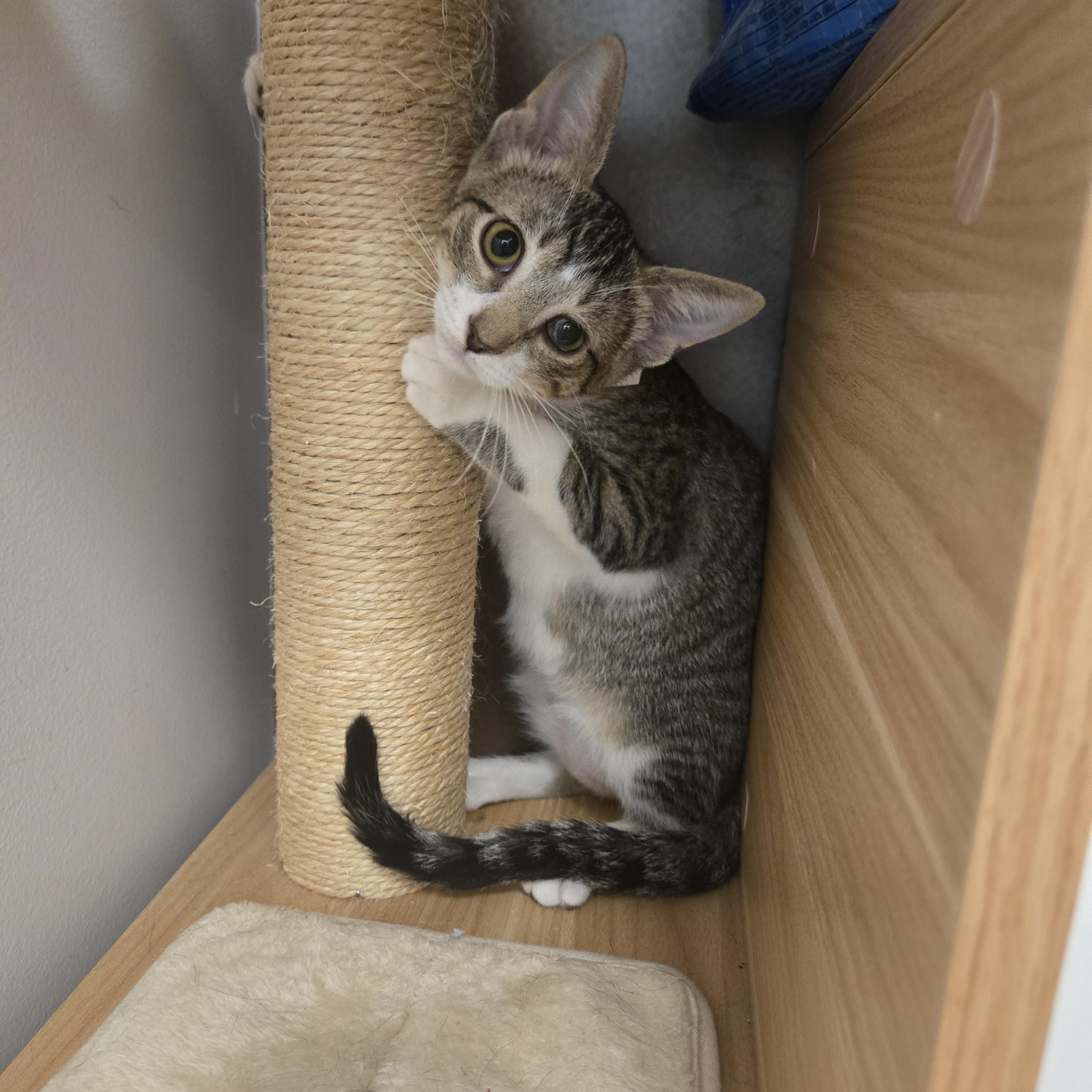 Morris, ADOPTABLE, Kitten Male Domestic Short Hair.