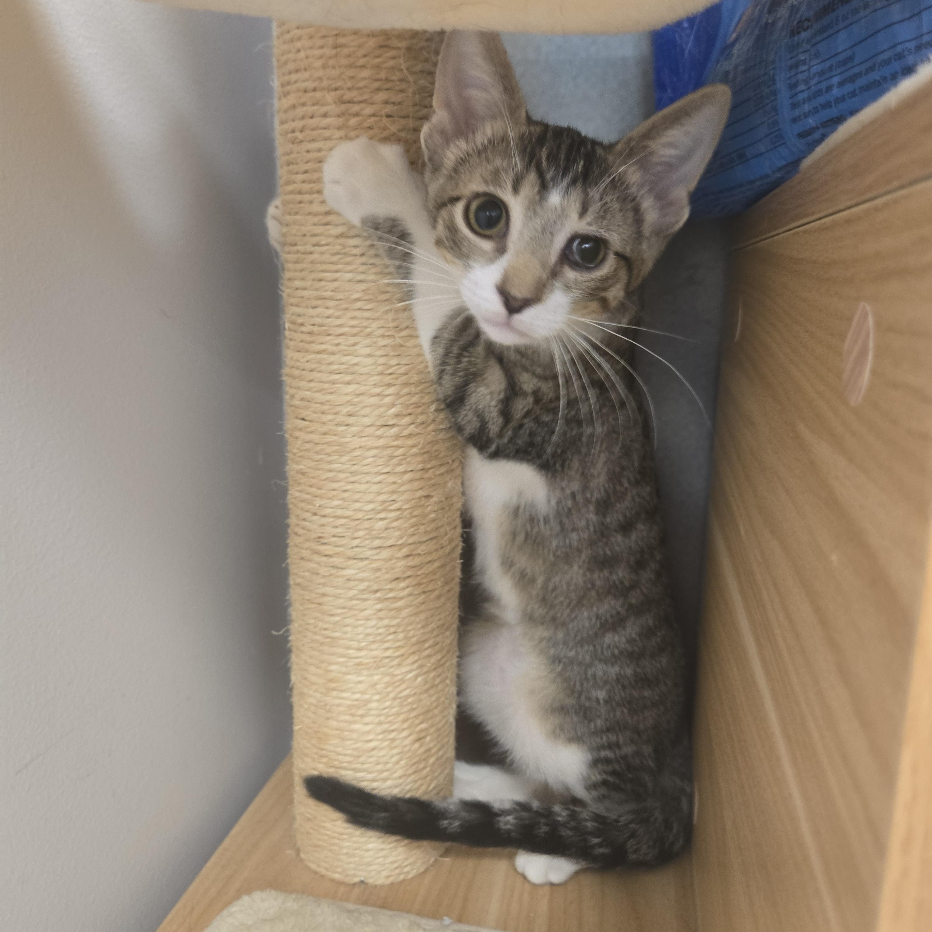 Morris, a ADOPTABLE Domestic Short Hair in Sedalia, MO image 2/4