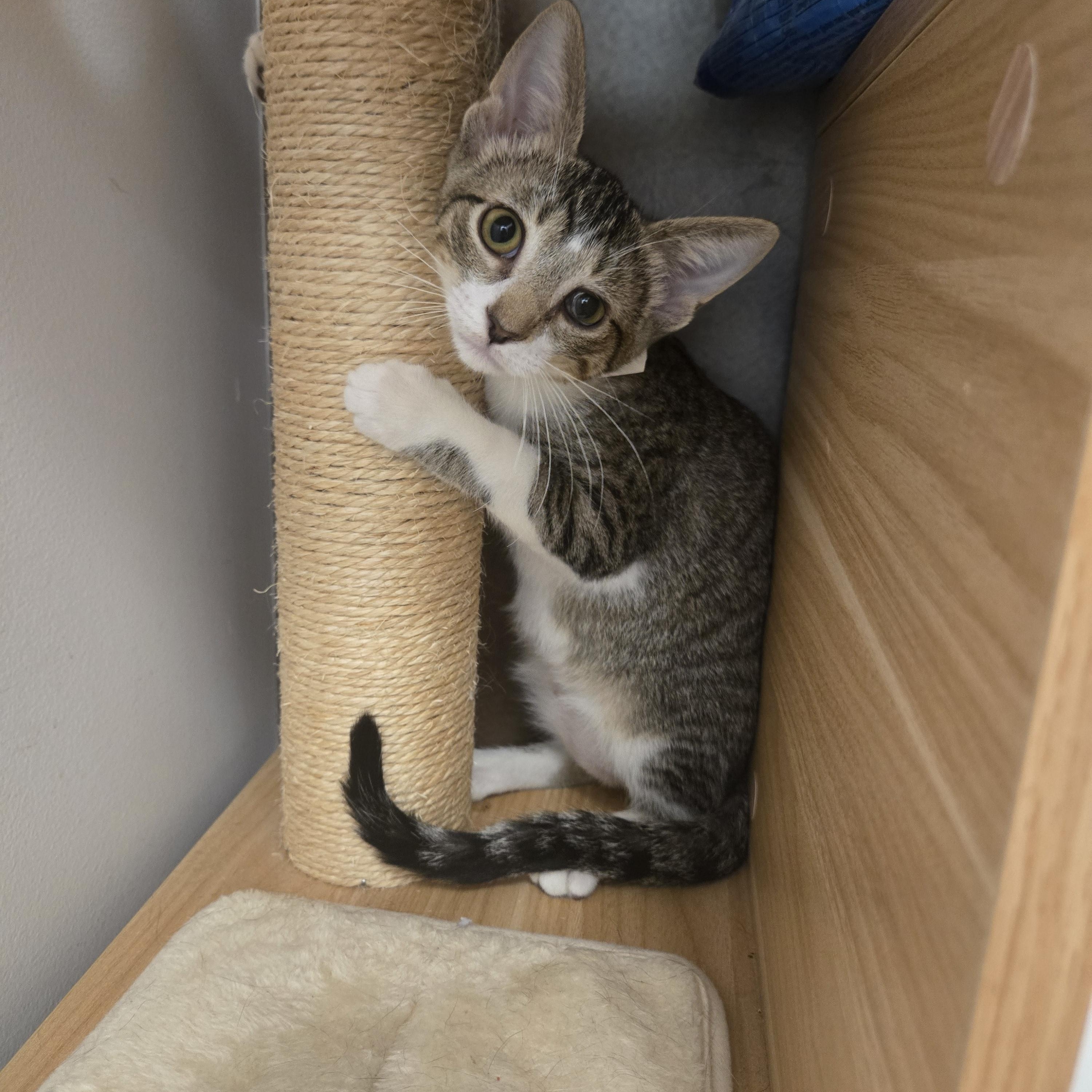 Morris, a ADOPTABLE Domestic Short Hair in Sedalia, MO image 4/4