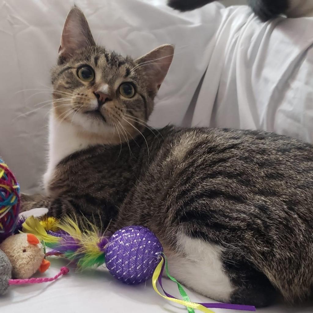 Enlarge Wakko, a Adoptable Domestic Short Hair in Franklin , IN image 1/2