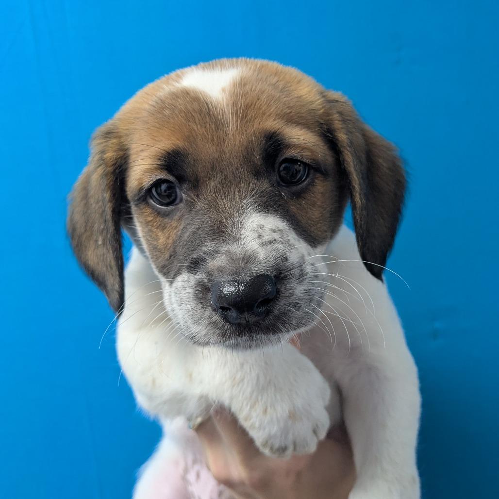 Ferret, a Adoptable Mixed Breed in Hendersonville, NC image 3/4