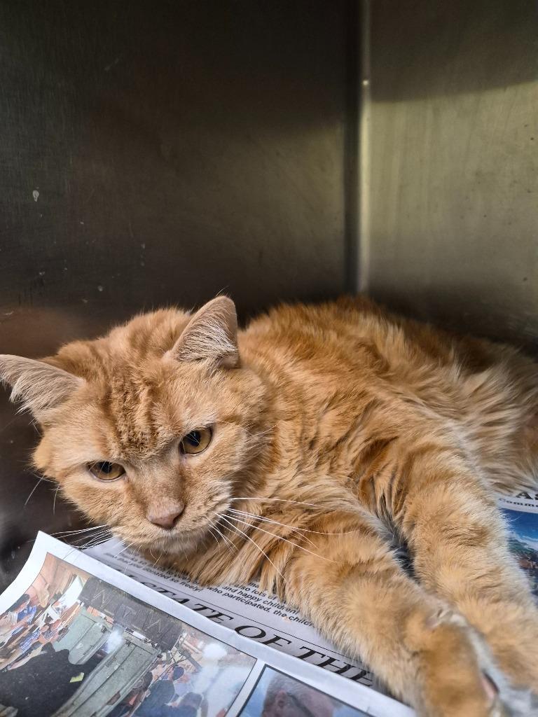 Mr Santa Claws, Adoptable, Senior Male Domestic Medium Hair.