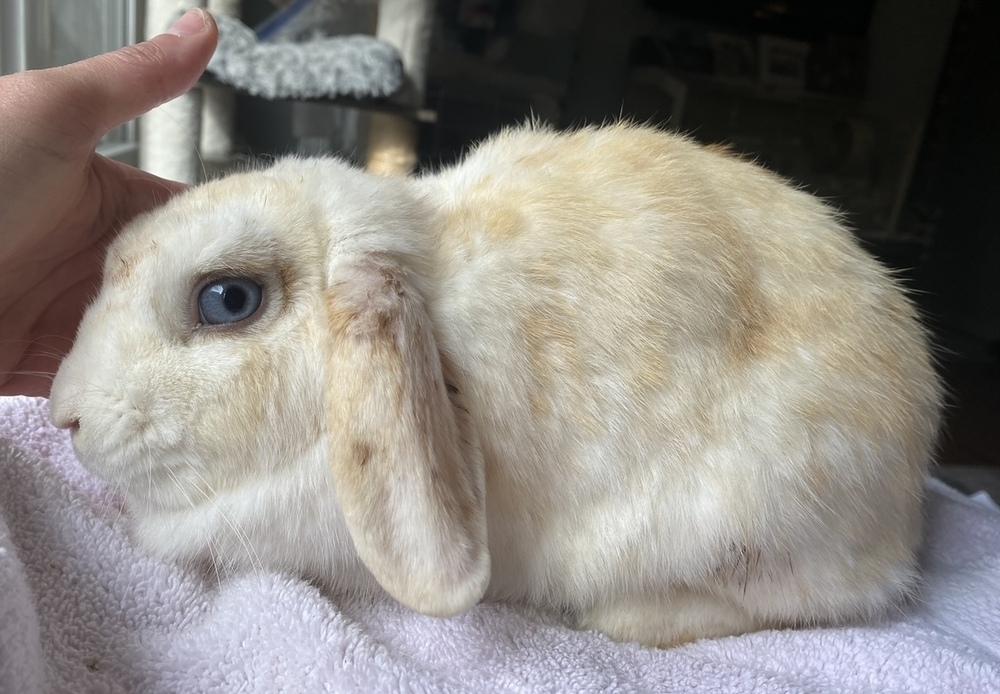 Enlarge Bluebell, a Adoptable Lop Eared in CHARLOTTE, NC image 3/3
