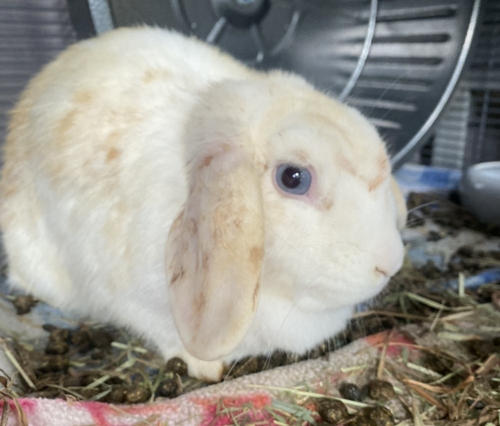 Enlarge Bluebell, a Adoptable Lop Eared in CHARLOTTE, NC image 1/3