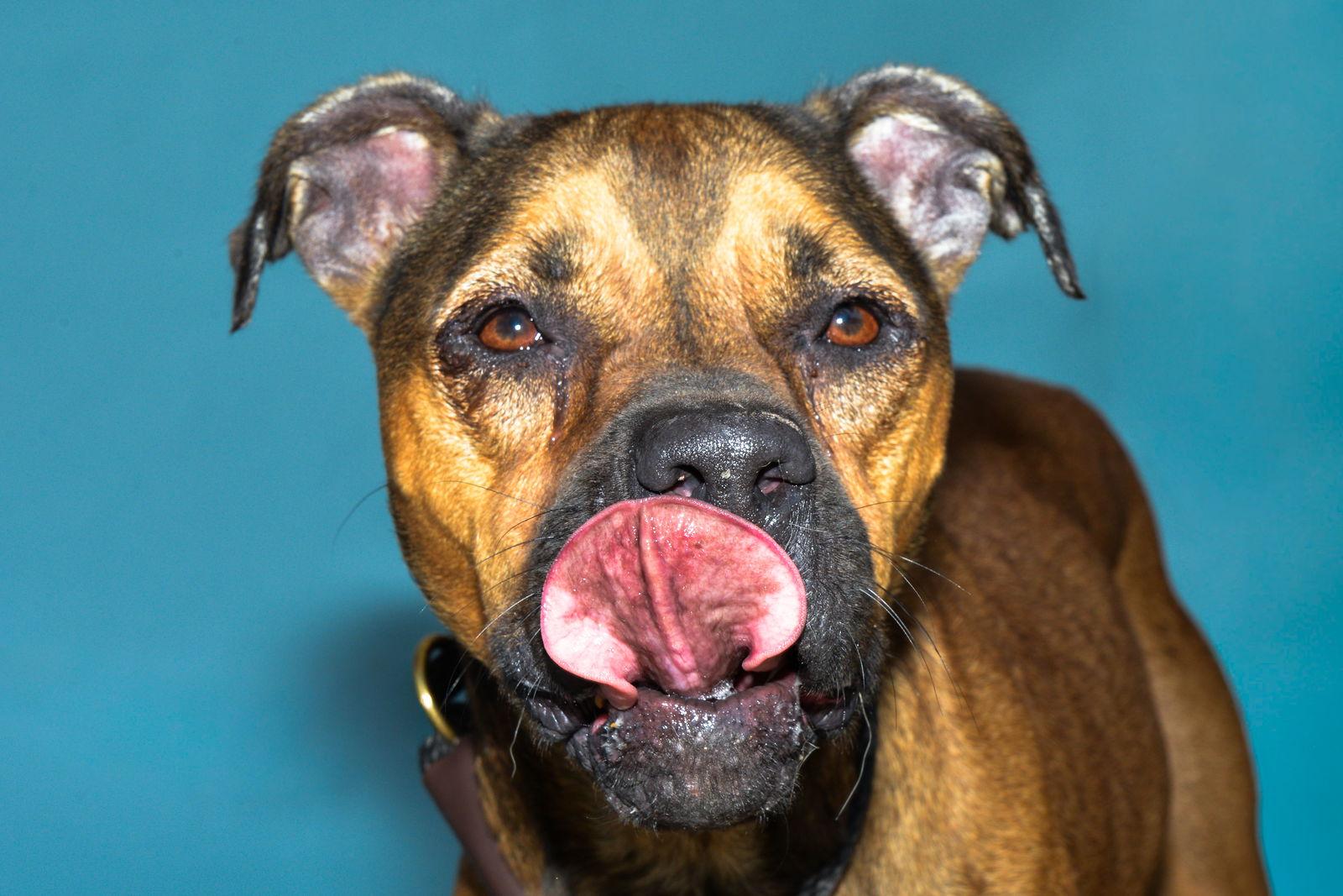Enlarge JINX, a Adoptable Boxer in Pasadena, CA image 1/2