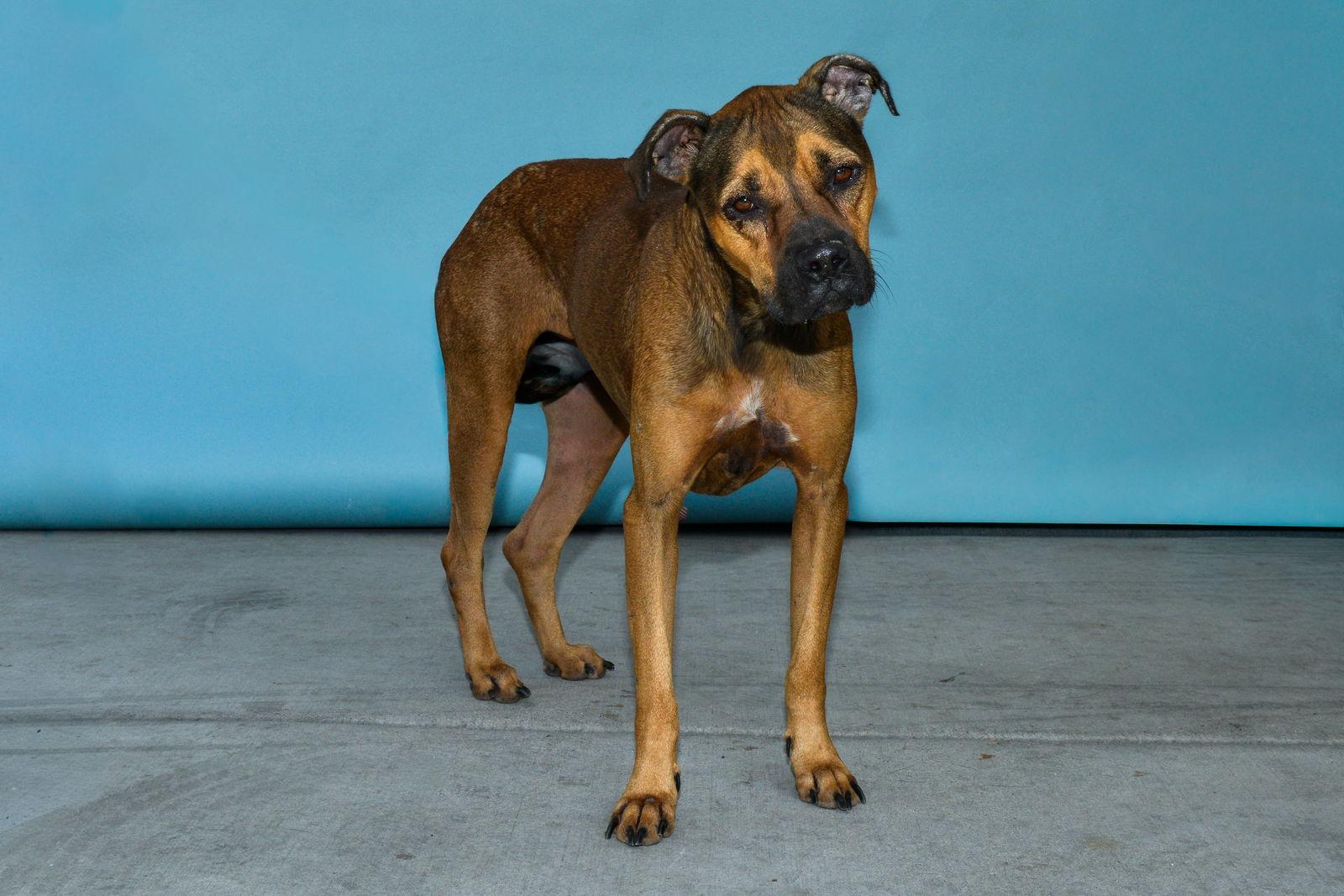 Enlarge JINX, a Adoptable Boxer in Pasadena, CA image 2/2