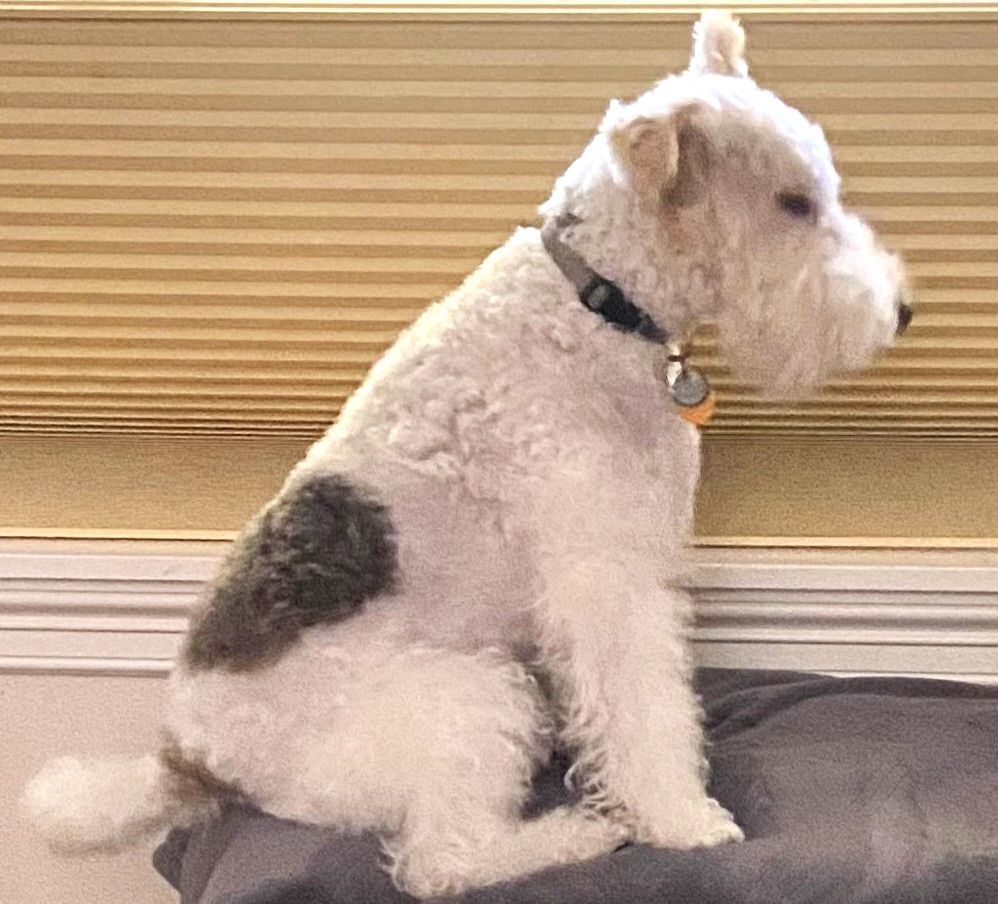 Enlarge Joey, a Adopted Wire Fox Terrier image 1/8