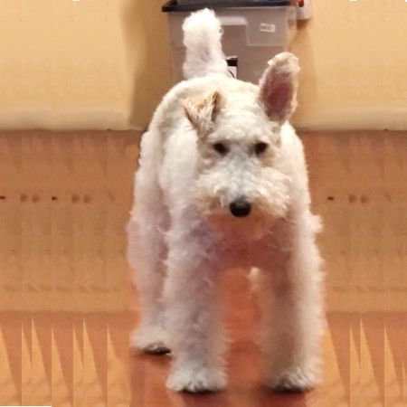 Enlarge Joey, a Adopted Wire Fox Terrier image 2/8