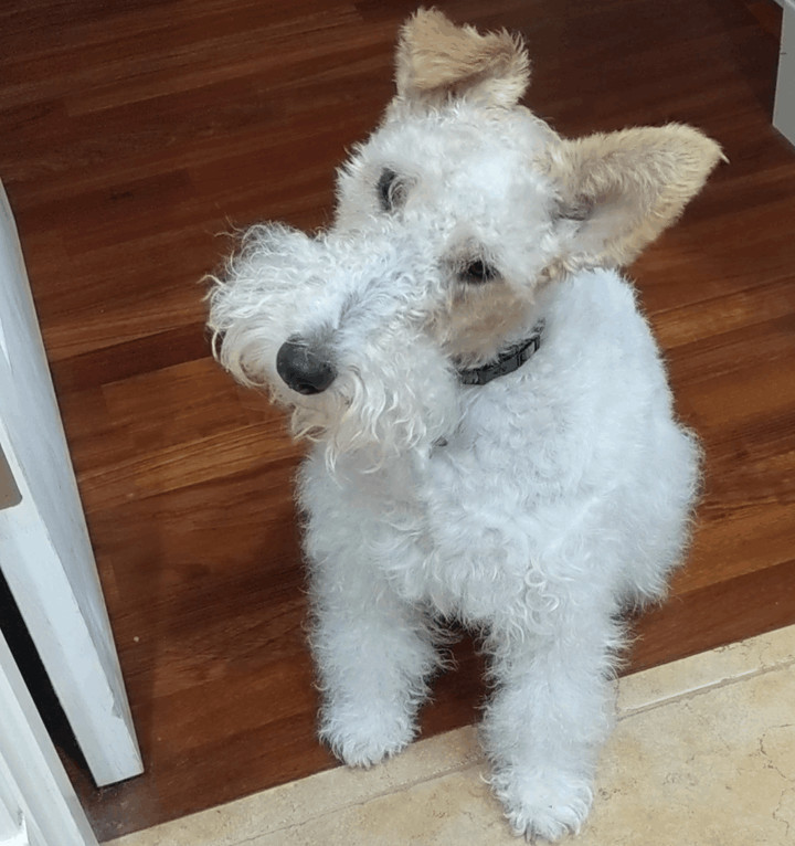 Enlarge Joey, a Adopted Wire Fox Terrier image 3/8