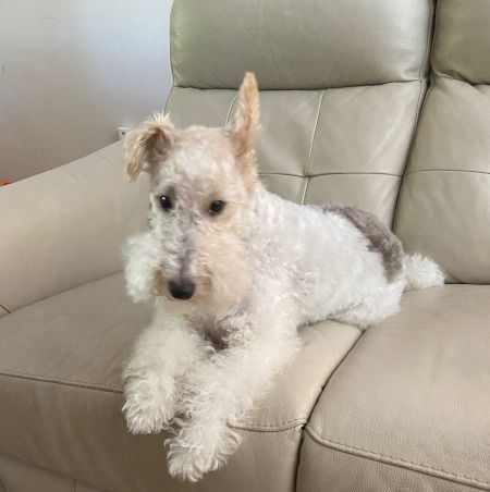 Enlarge Joey, a Adopted Wire Fox Terrier image 4/8