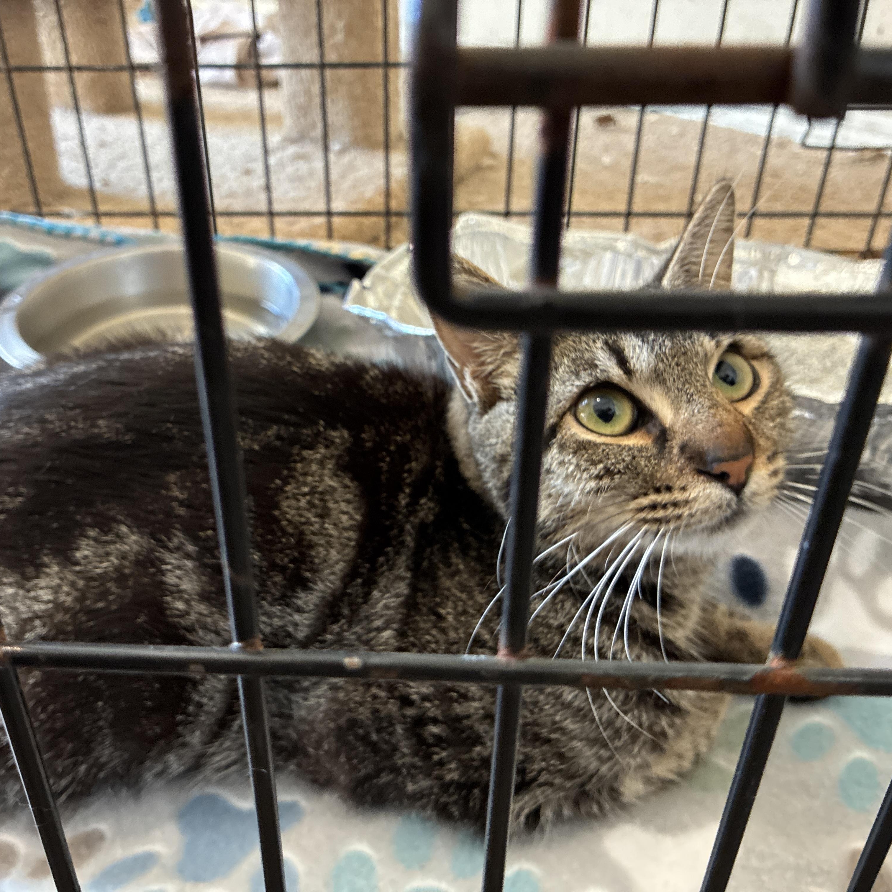 Enlarge River, a ADOPTABLE mixed breed in Youngstown, FL image 1/1