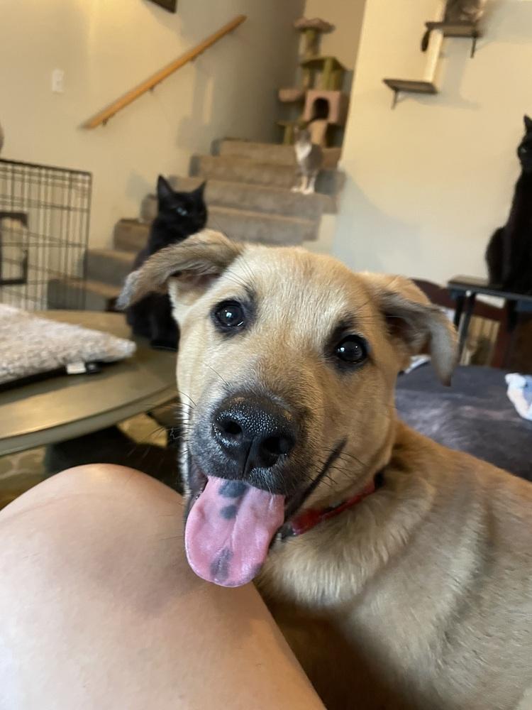 Bumble, Adoptable, Puppy Male Retriever & German Shepherd Dog.