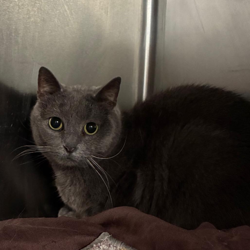 Enlarge Phineas, a Adoptable Domestic Short Hair in Manhattan, KS image 1/1