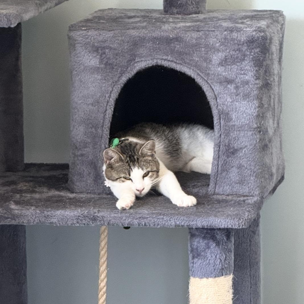 Enlarge Gracie, an adopted Domestic Short Hair in Scranton, PA image 4/5