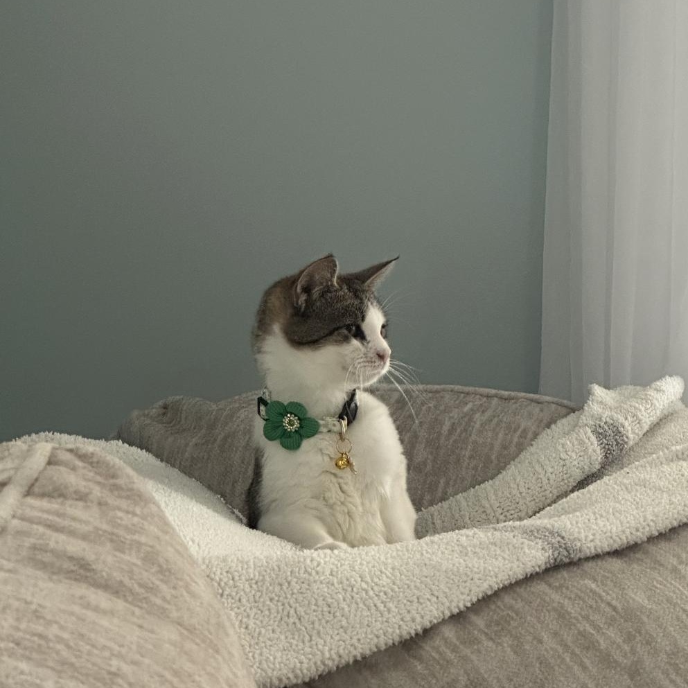 Enlarge Gracie, an adopted Domestic Short Hair in Scranton, PA image 5/5