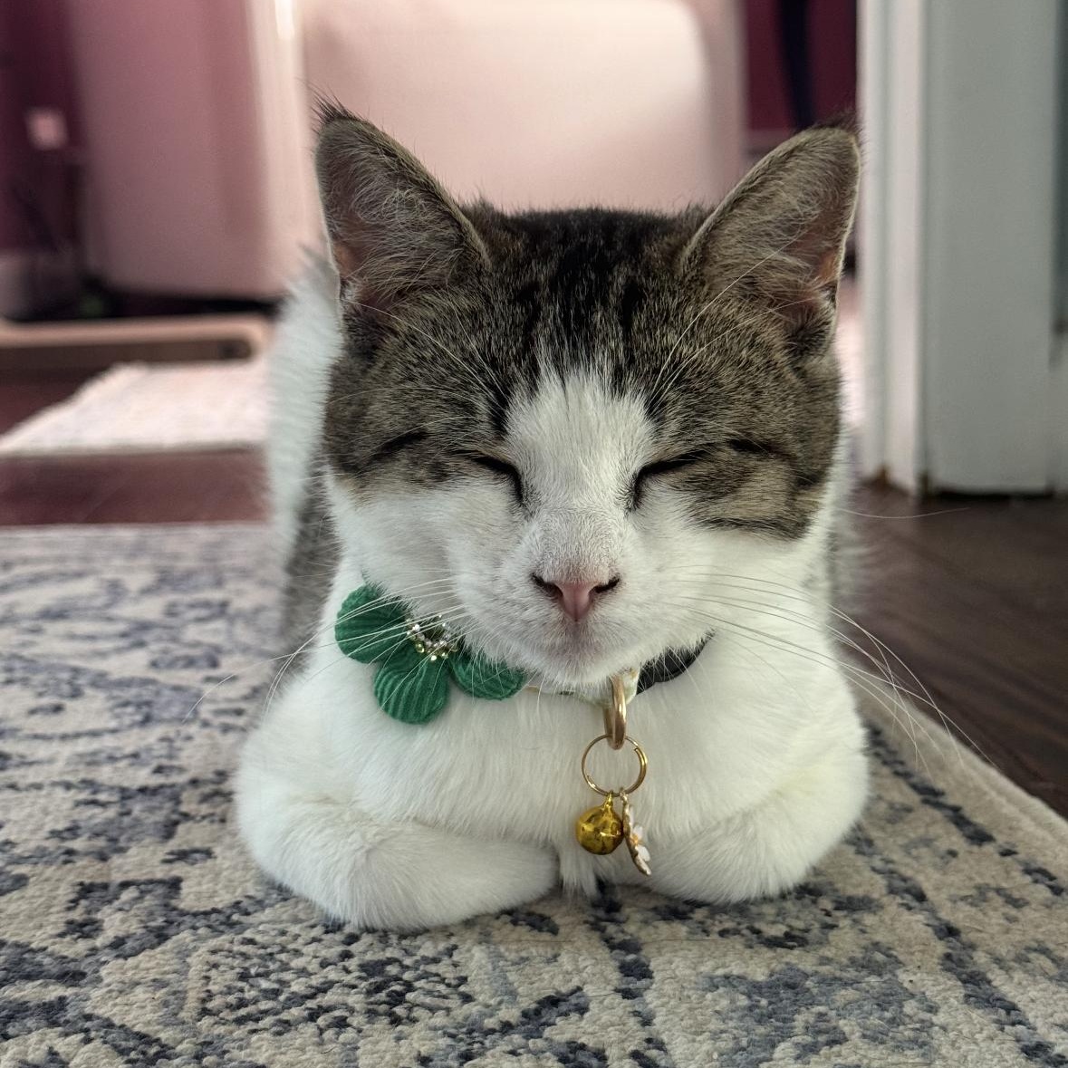 Enlarge Gracie, an adopted Domestic Short Hair in Scranton, PA image 2/5