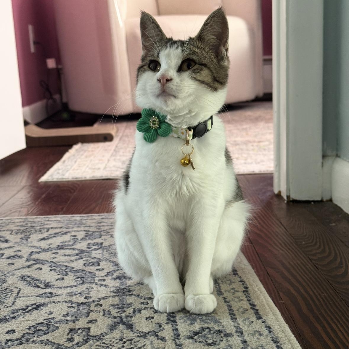 Gracie, adopted, Kitten Female Domestic Short Hair.
