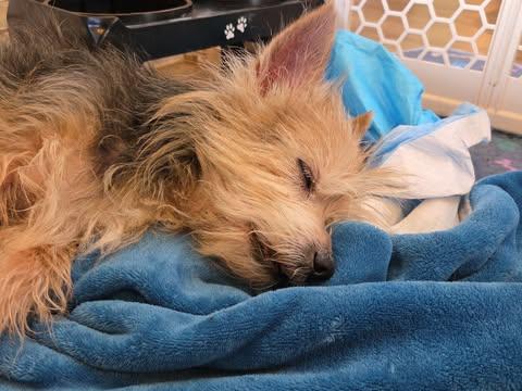 Enlarge Bumbles, a Adopted Yorkshire Terrier in Osteen, FL image 1/1