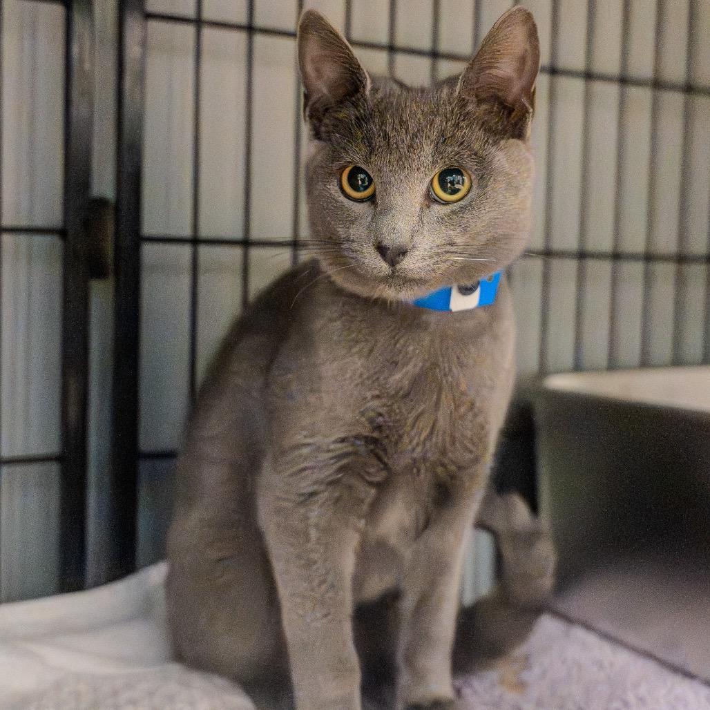 Galahad, Adoptable, Kitten Male Domestic Short Hair.