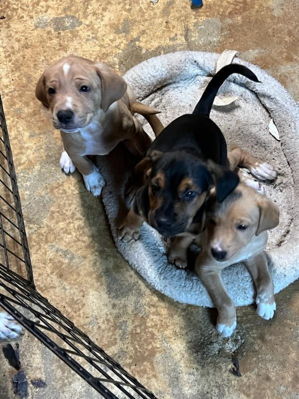 Enlarge Sunny, a Adopted mixed breed in Florissant, MO image 1/5