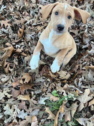 Enlarge Sunny, a Adopted mixed breed in Florissant, MO image 2/5