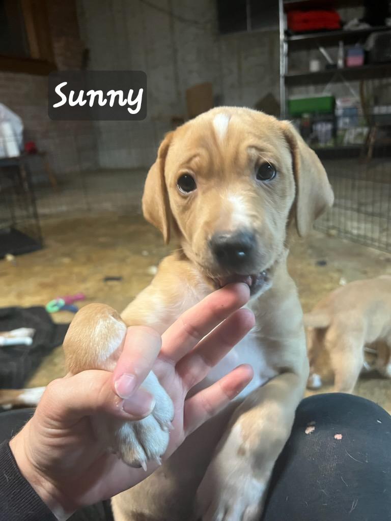 Enlarge Sunny, a Adopted mixed breed in Florissant, MO image 4/5