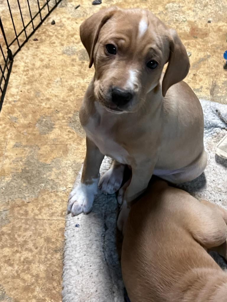 Enlarge Sunny, a Adopted mixed breed in Florissant, MO image 5/5