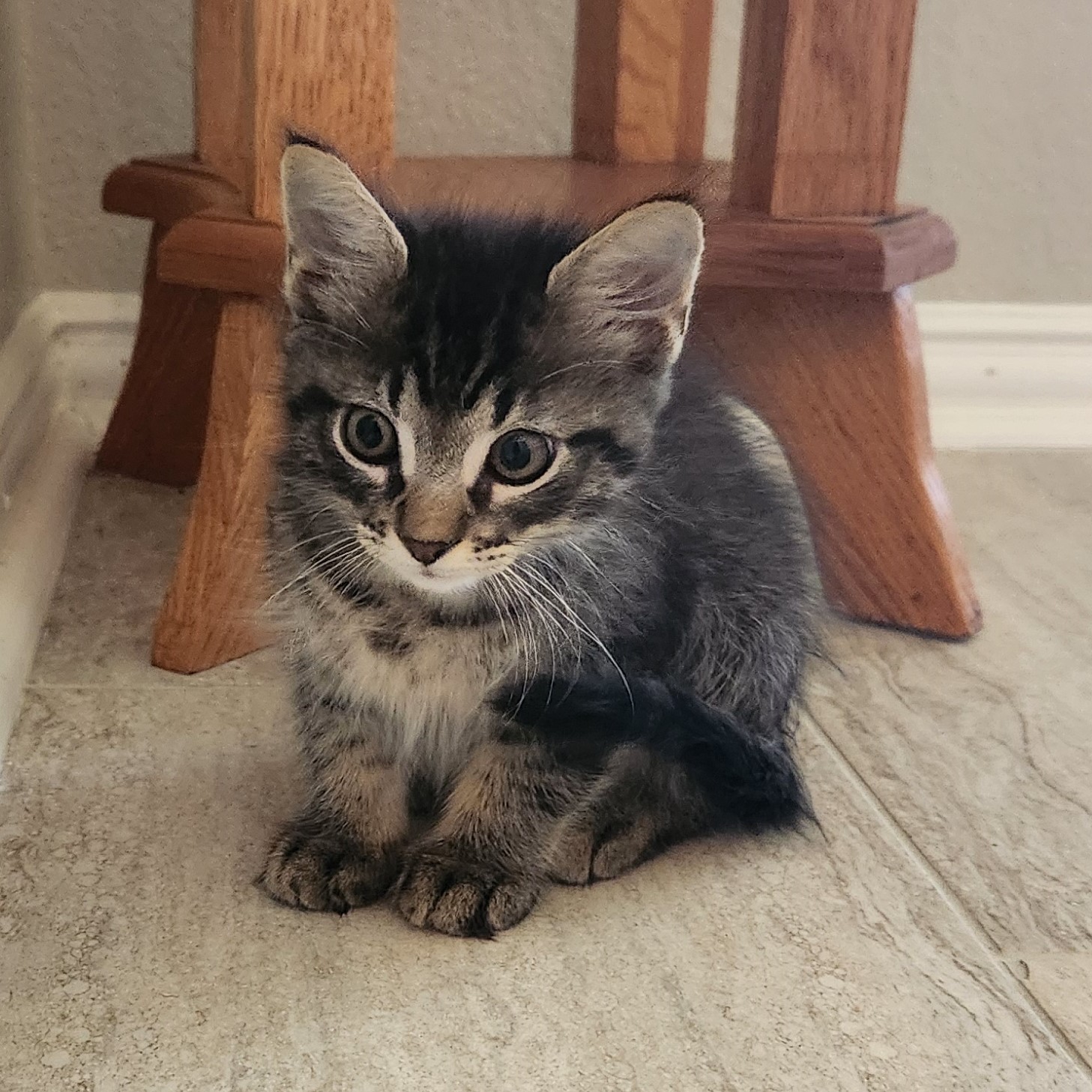 Cat for adoption Andy, a Domestic Medium Hair in Allen, TX Petfinder